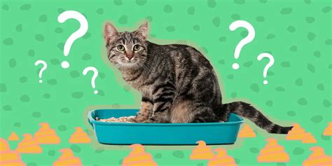 ビジネスメール 締め 今後とも、なぜ猫はビジネスメールを書かないのか？